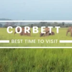 Best Time To Visit Jim Corbett National Park