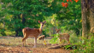 Best Time to Visit Jim Corbett National Park