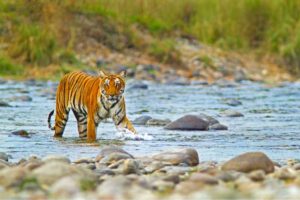 Best Time to Visit Jim Corbett National Park