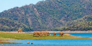 Best Time to Visit Jim Corbett National Park