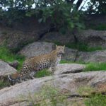 Jawai Leopard Reserve