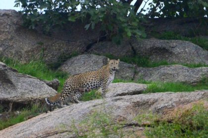 Jawai Leopard Reserve