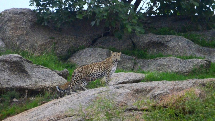 Jawai Leopard Reserve