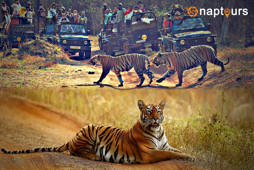 Tadoba National Park