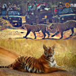 Tadoba National Park