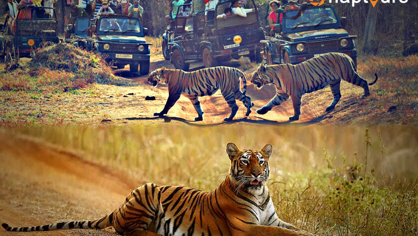 Tadoba National Park