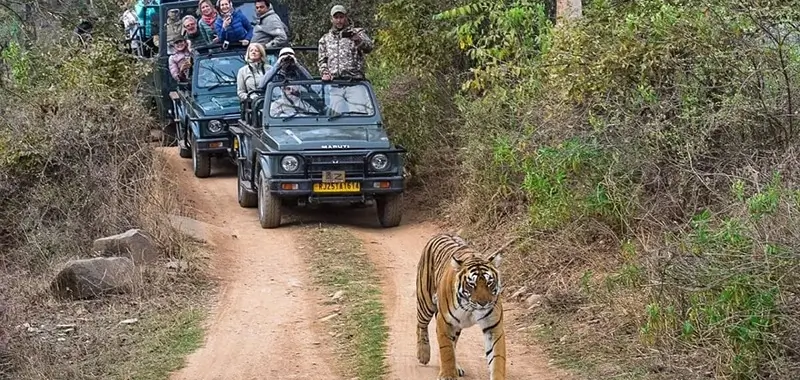 Best Time to Visit Ranthambore National Park