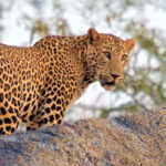 Jawai Leopard Safari