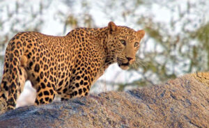 Jawai Leopard Safari