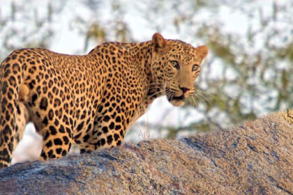 Jawai Leopard Safari