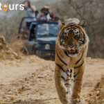 Jim Corbett Tour Package From Delhi