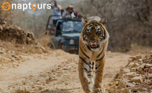 Jim Corbett Tour Package From Delhi