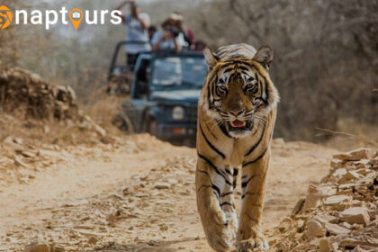 Jim Corbett Tour Package From Delhi