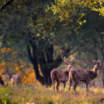 4 star hotels in kanha national park