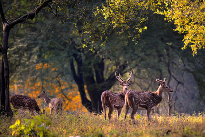 4 star hotels in kanha national park