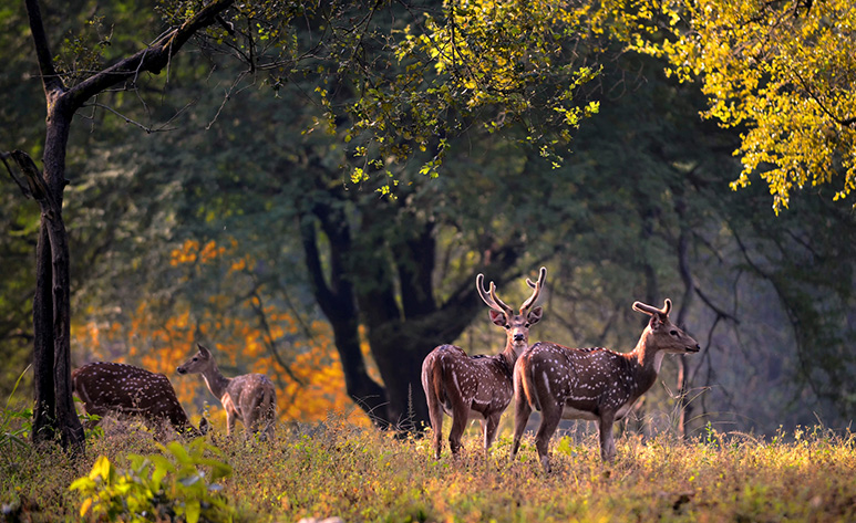 4 star hotels in kanha national park