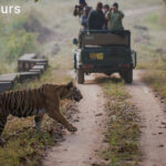 Guide to Kanha National Park Jungle safari