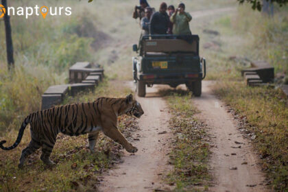 Guide to Kanha National Park Jungle safari