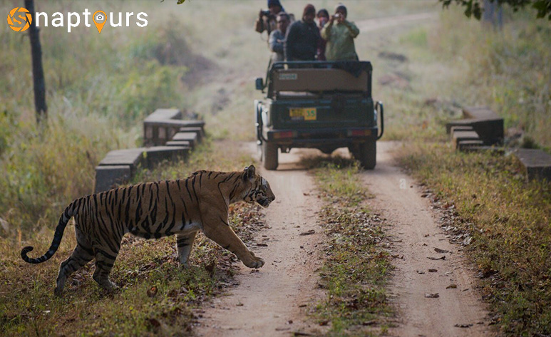 kanha forest safari