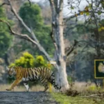 tadoba national park