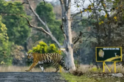 tadoba national park