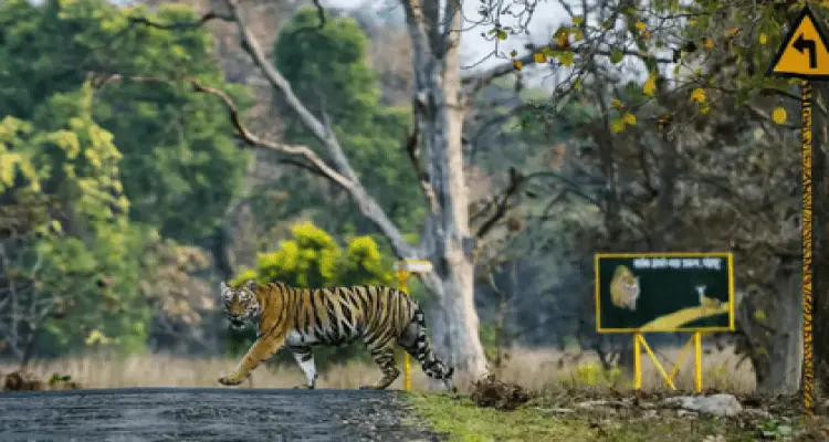 tadoba national park