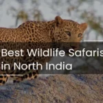 Wildlife Safaris in North India