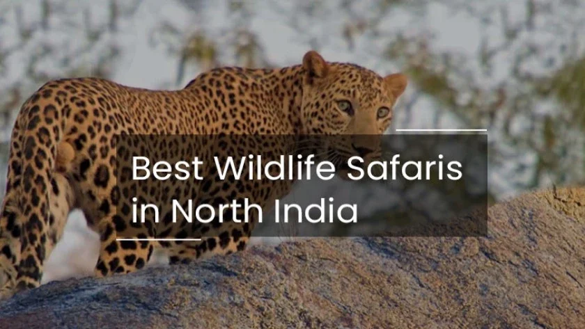 Wildlife Safaris in North India