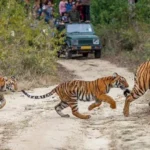 Best Things To Do In Jim Corbett National Park In 2022