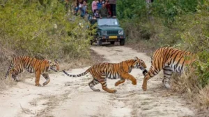 Best Things To Do In Jim Corbett National Park In 2022