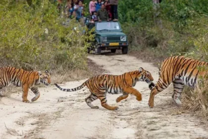 Best Things To Do In Jim Corbett National Park In 2022