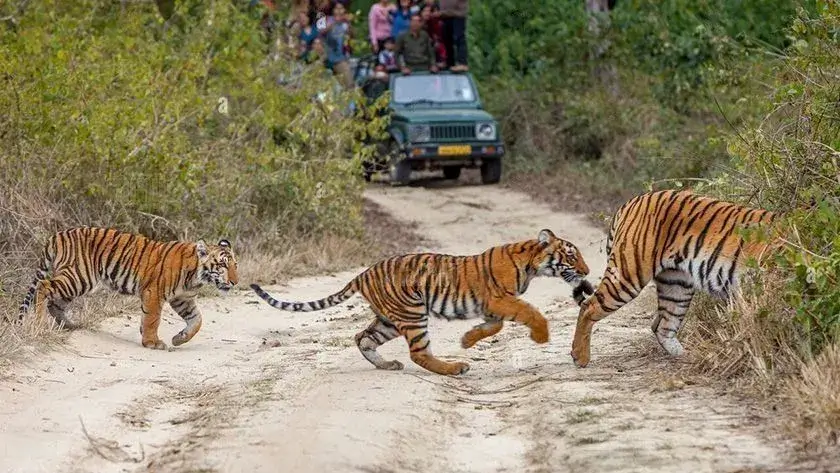 What are The Best Things to Do in Jim Corbett National Park?