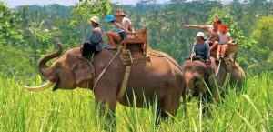 Elephant Safari