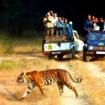 Jim Corbett Family Packages