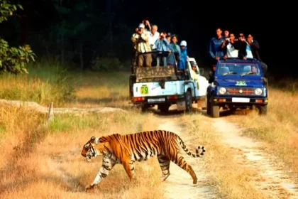 Jim Corbett Family Packages