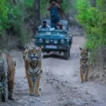 Ranthambore Honeymoon Packages for Couples