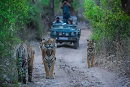 Ranthambore Honeymoon Packages for Couples