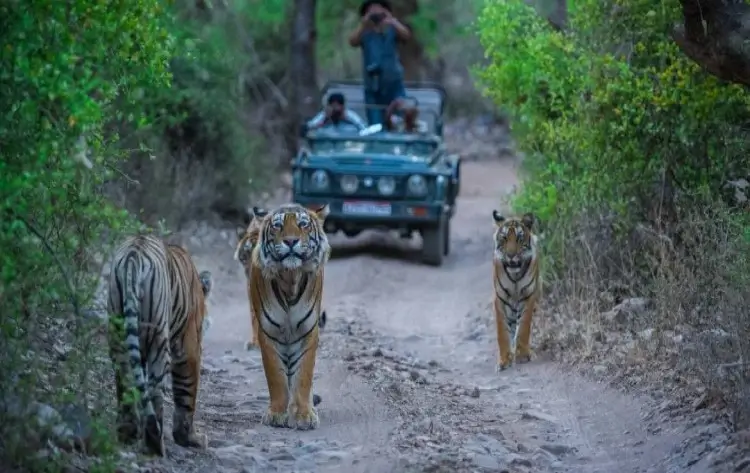 Ranthambore Honeymoon Packages for Couples