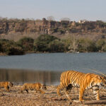 Ranthambore Tour Packages from Delhi