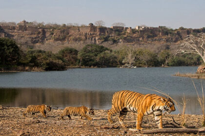 Ranthambore Tour Packages from Delhi