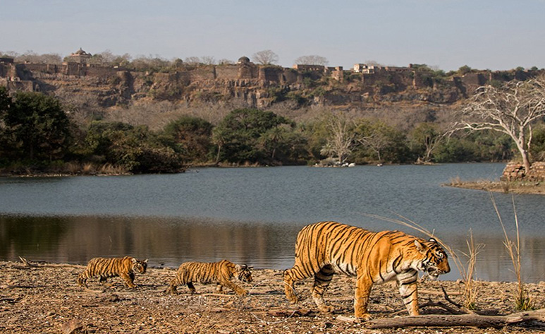 Ranthambore Tour Packages from Delhi