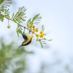 Sariska National Park