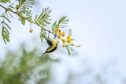 Sariska National Park