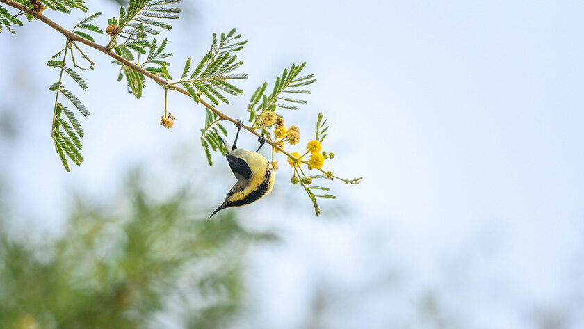 Sariska National Park