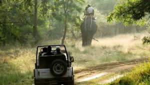 Best Jungle Safari In India