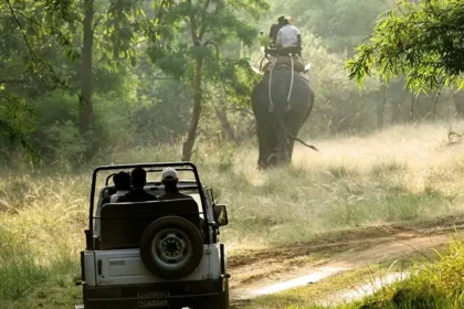 Best Jungle Safari In India