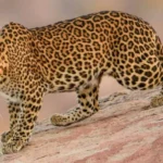 Types Of Safaris In Jawai leopard reserve