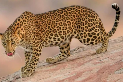 Types Of Safaris In Jawai leopard reserve