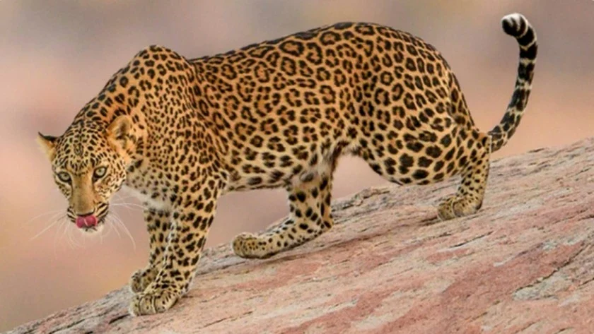 Types Of Safaris In Jawai leopard reserve