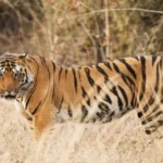 Safari Zone in the Ranthambore National Park